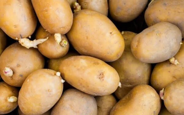 Can You Eat Potatoes With Sprouts
