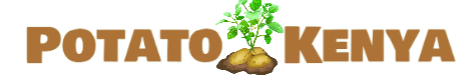 Potato Kenya